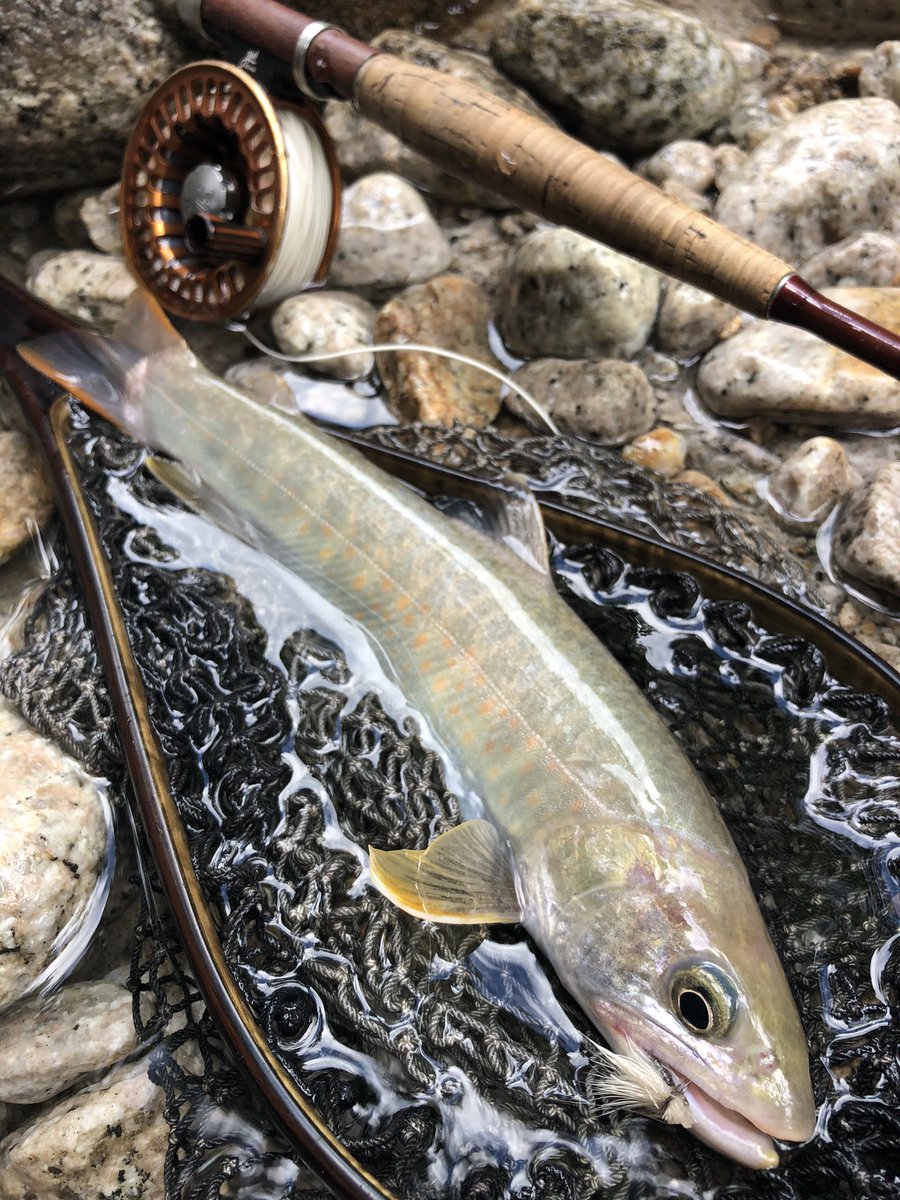 yoshiaki (@joshuakey_jp) on Twitter photo 花崗岩の渓谷に棲む岩魚
フライが非常に見づらく、釣るのが大変でした😆 花崗岩の渓谷に棲む岩魚
フライが非常に見づらく、釣るのが大変でした😆