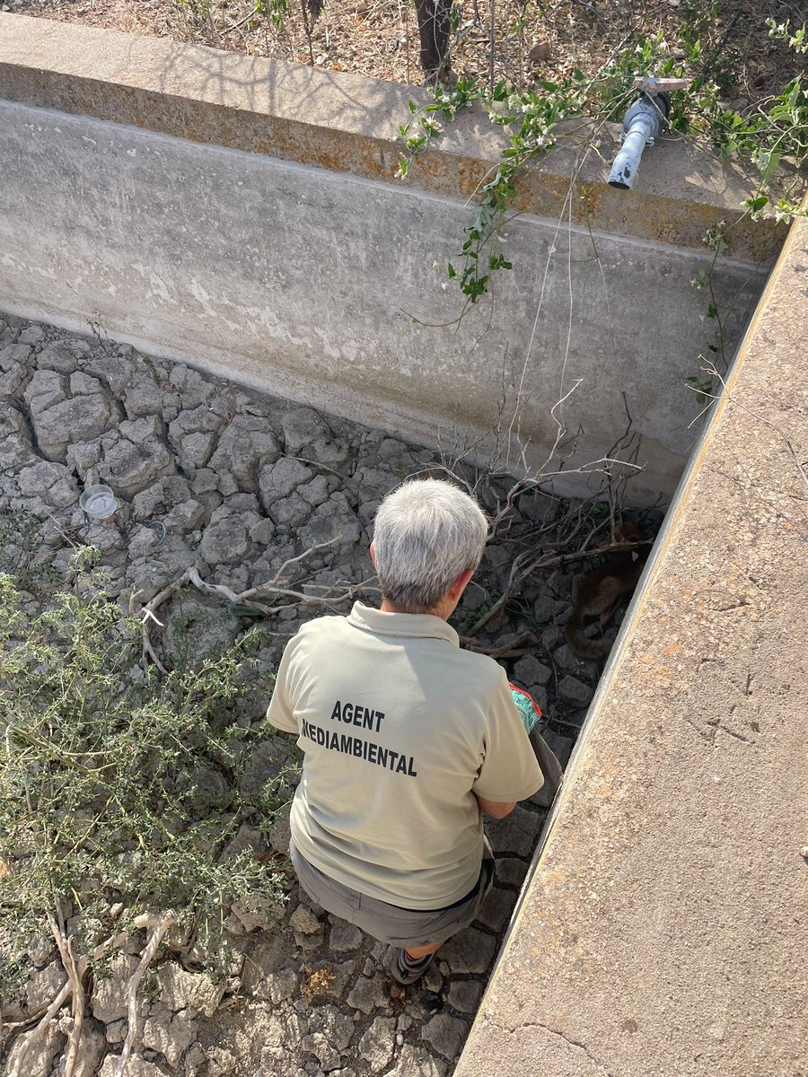 Agents Mediambientals de <a href="/GVAMediAmbient/">M.Ambient Infraestructures Territori i Recuperació</a> i gràcies a la col.laboració ciutadana rescatem aquesta jove raboseta que havia caigut a una balsa de reg ja sense ús, l'animal es troba en perfectes condicions i es retornat al seu medi natural.