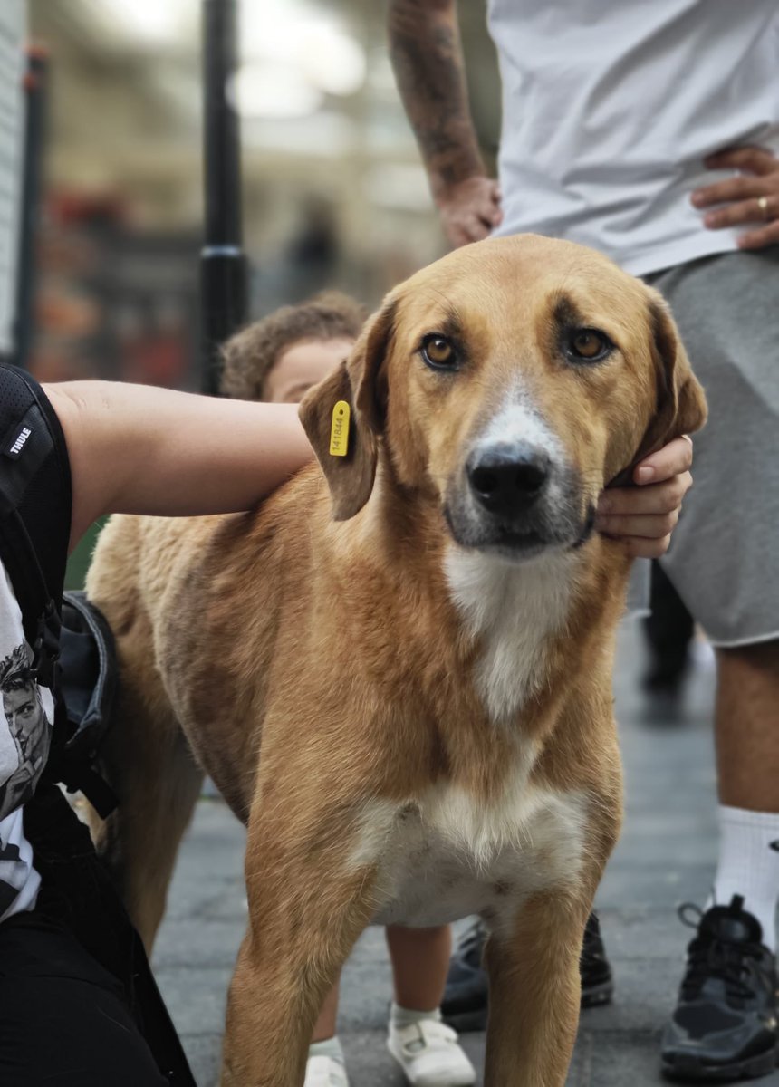 Hayvan hakları savunucularının komisyon salonunun çevresinde bulunmalarına dahi izin verilmiyor! Protesto hakkımız her yerde engelleniyor! Tecrit ve katliam yasa teklifinin geri çekilmesi ve haklarımızın bastırılmaması için hep birlikte tüm paylaşımlarımızda bu iki etikete