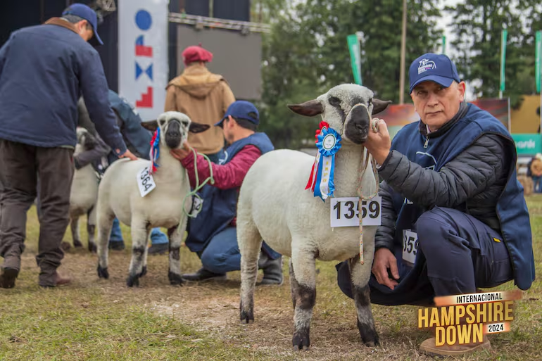 santiagasu's tweet photo. 💰🐑En Paraguay se vendió una oveja por G. 103 millones
📍Hembra Hampshire es la más cara del país
📍Objetivo es preñarla y que empiece a dar embriones desde el año que viene

https://t.co/GEAqttaPay https://t.co/buAOICqk4H