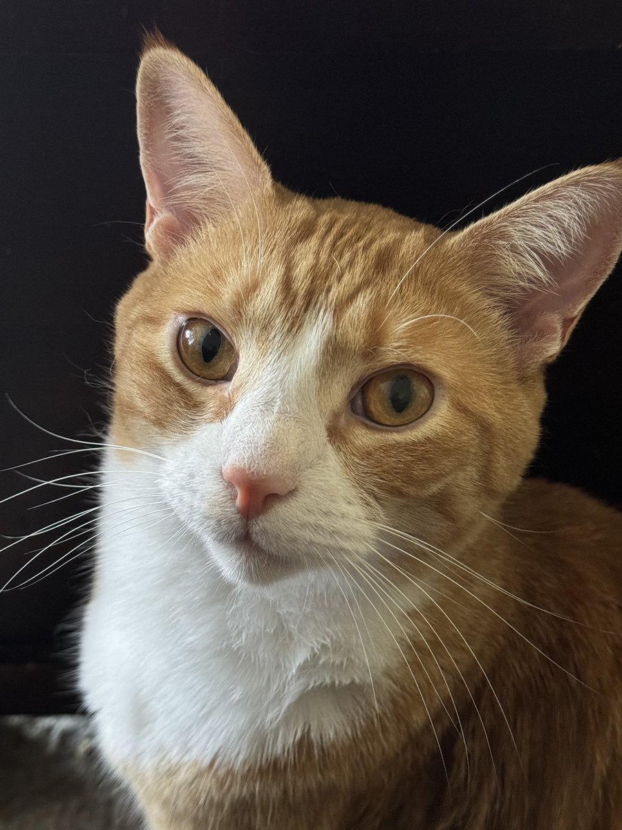 jaynerA4's tweet photo. @JortsTheCat Charlie is ready to step up as Kamala’s VP, if needed. https://t.co/fCEwMSnFET