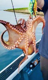 ChitoseZ1Kai's tweet photo. 小タコのみ🐙タコブツとタコ焼きで🐙 https://t.co/K8ki9WHQ4x
