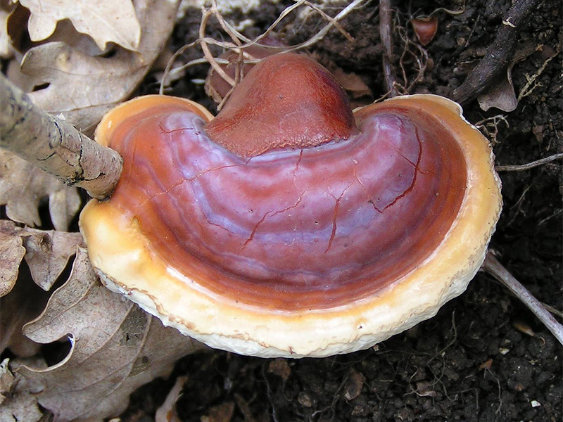 heavylunchco's tweet image. Happy #MushroomMonday folks! Today&apos;s mushroom is reishi - a chonky mushroom used for thousands of years to boost the immune system. You can use it in Hermit and Pig to cure poison. Check it out in our demo, free to play on Steam!👴🏾🐷🍄 s.team/a/2408350
#indiegame