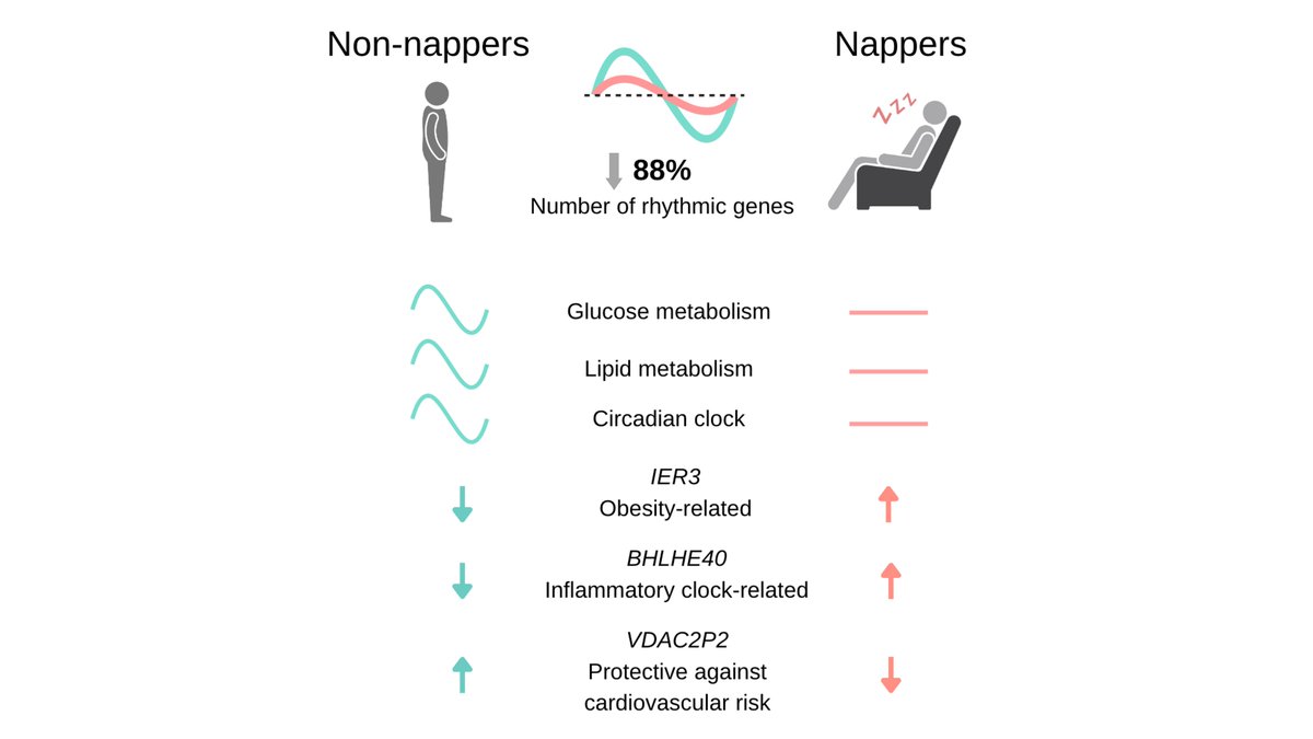 Employing RNA sequencing of adipose tissue from habitual nappers and non-nappers with severe #obesity, this study unveils how #napping might disrupt circadian rhythms in 88% of genes related to glucose, lipid metabolism, and the #circadian clock. ow.ly/p0pn50SHvt8 #sleep
