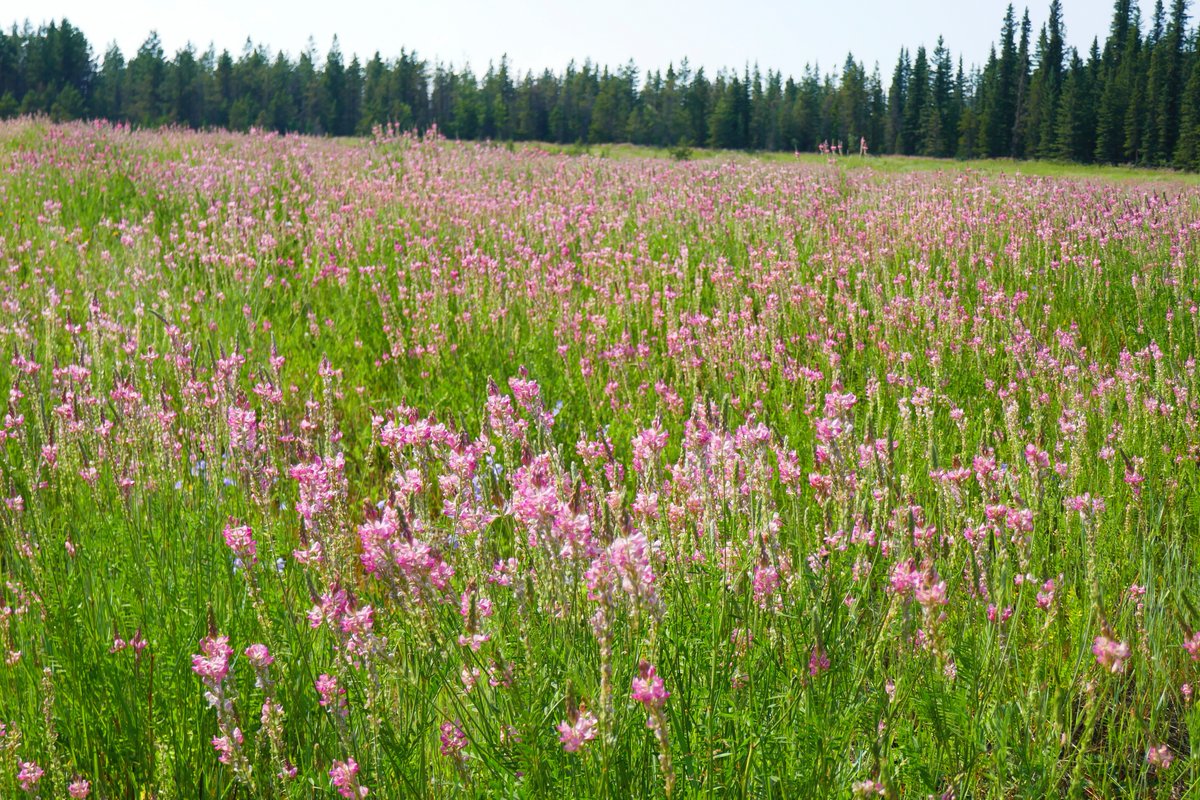 KananaskisTrail's tweet photo. An incredible flower meadow close to Sibbald Creek Trail (Hwy.68). https://t.co/NtNegOc45B
