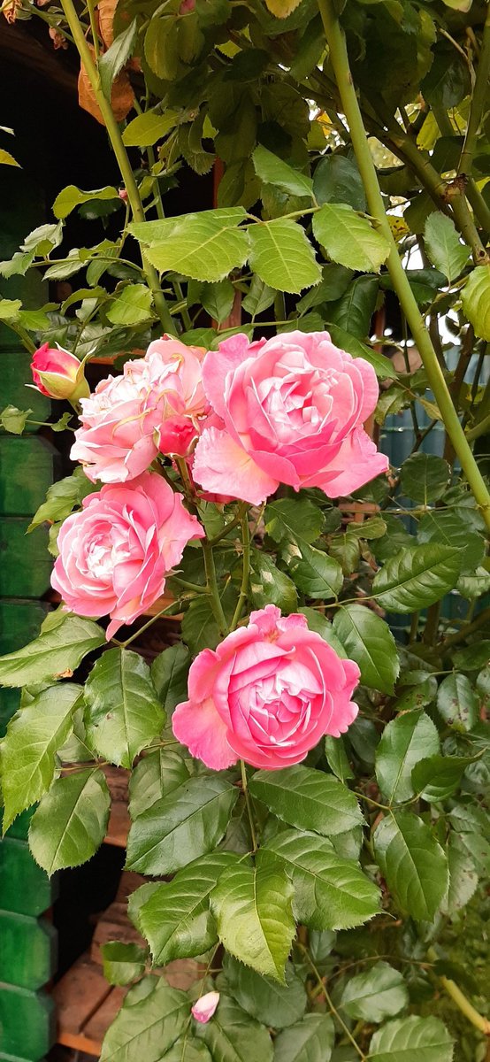 RzgarGl07721005's tweet photo. Bahçemdeki güzellikler 🌹🌹🌹
Herkese iyi akşamlar 🙂
#mypho
#FLOWERGARDEN https://t.co/WN6WXKzpSn