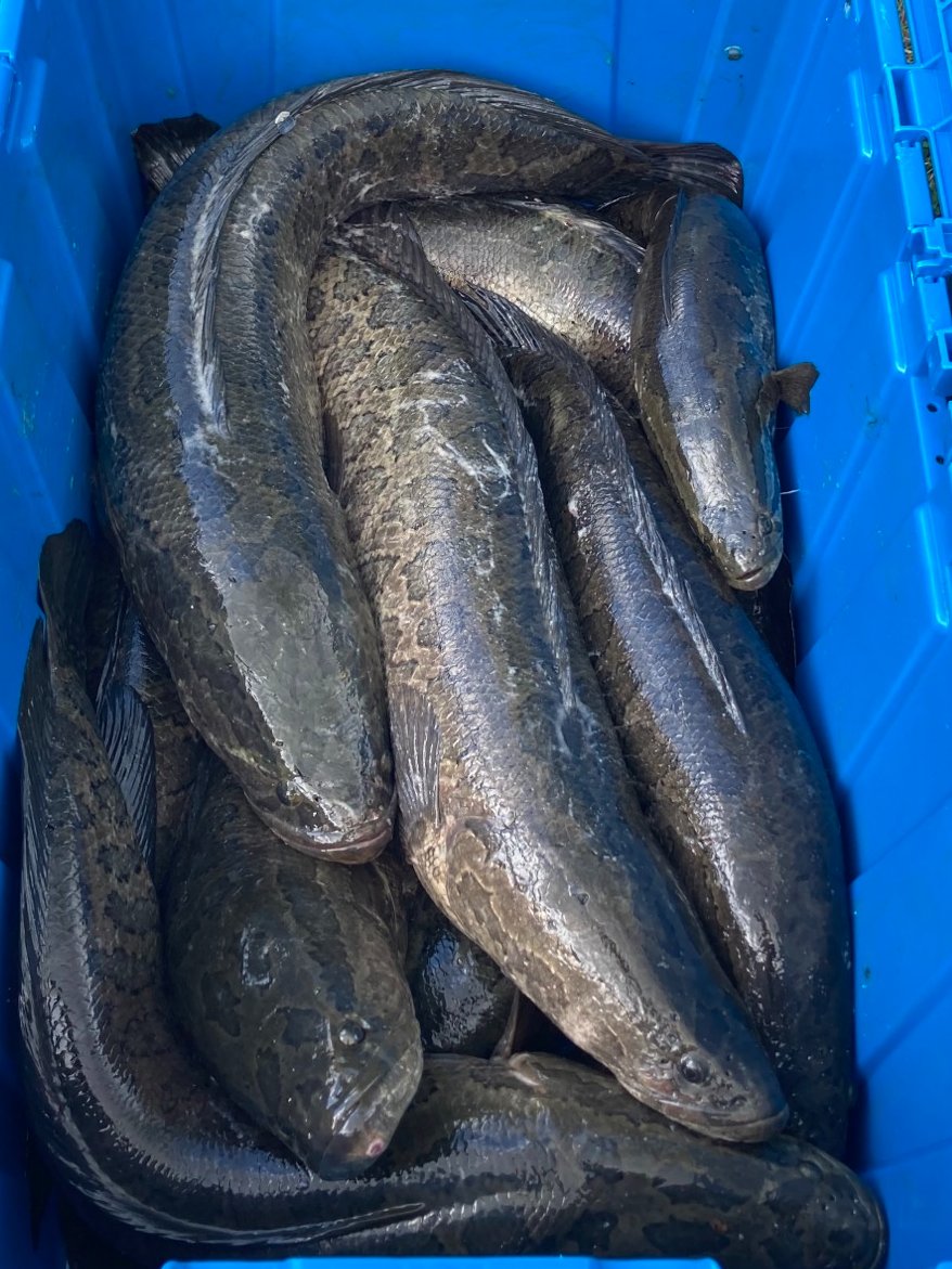 MarylandDNR's tweet image. 📰: Thousands of Invasive Fish Removed from Maryland Waters at Conowingo Dam ow.ly/A8Iw50SHtHZ 
#ChesapeakeChanna #Northernsnakehead