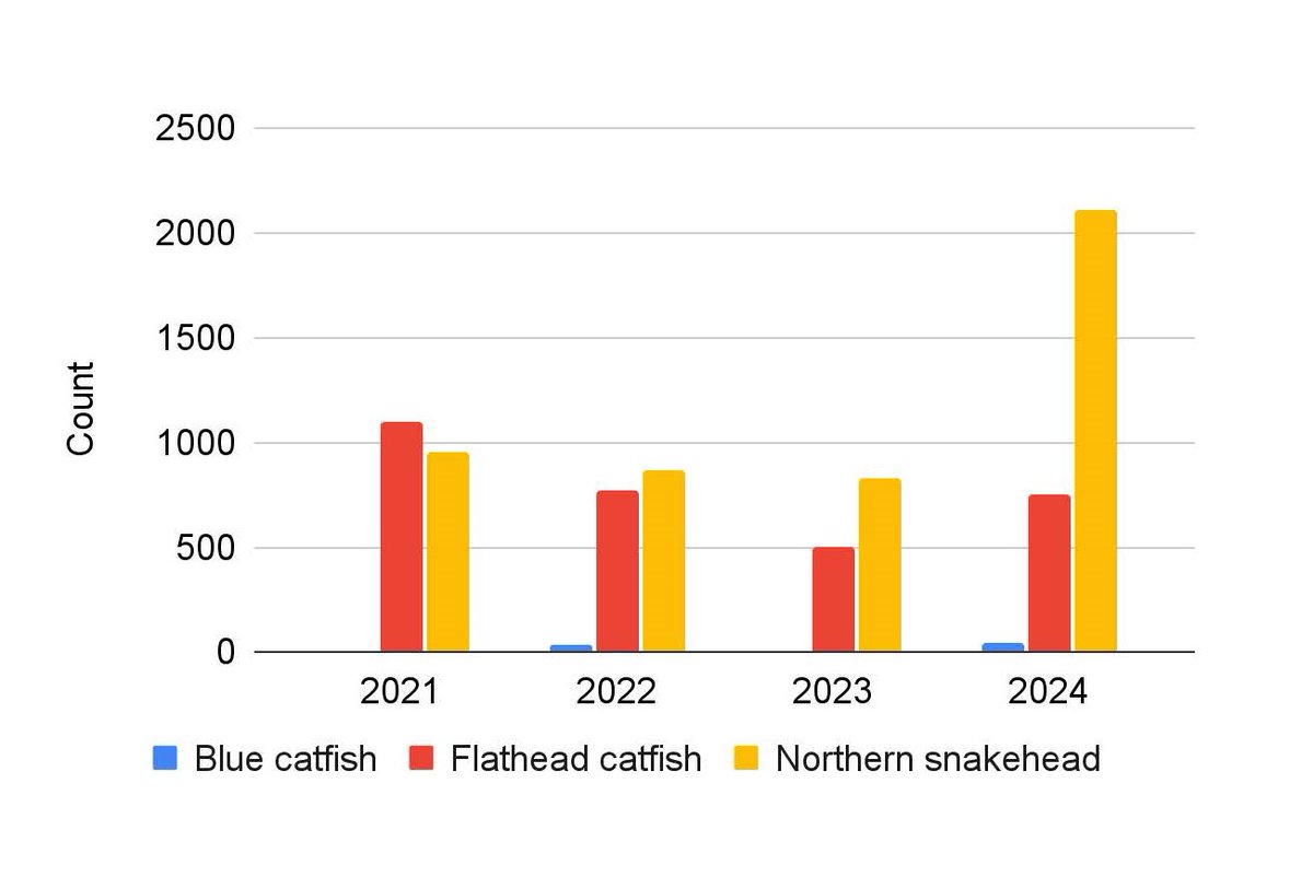 MarylandDNR's tweet image. 📰: Thousands of Invasive Fish Removed from Maryland Waters at Conowingo Dam ow.ly/A8Iw50SHtHZ 
#ChesapeakeChanna #Northernsnakehead