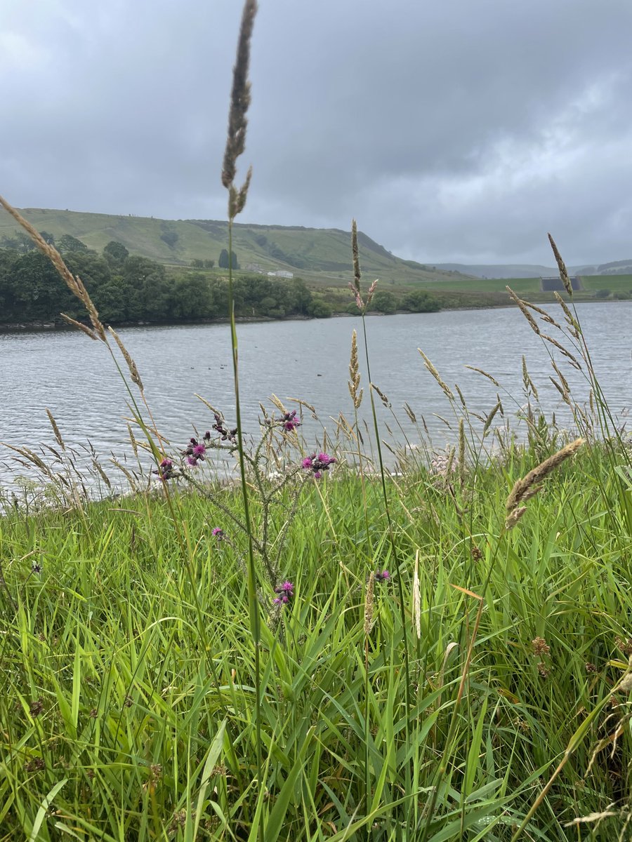 funnypenny's tweet photo. A miserly 3km today. 😕🥾 walk cut short. Toooo muddy, torrential rain and knee not happy in the damp weather. Ducked out for a nice tea 🫖 at Holden Wood Tea Rooms. ☺️The kilometres all add up though. 🙂
#holdenwoodreservoir #grane #walk100kminjulyfordementiaUK 💙🩵 https://t.co/M6wGYd1XjE