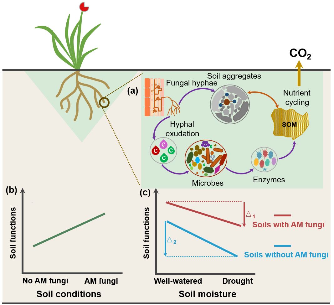 GlobalChangeBio's tweet photo. || OUT NOW ||
Arbuscular mycorrhizal fungi attenuate negative impact of drought on soil functions

📄 https://t.co/wvApoqQcVK https://t.co/uLAMK8n64e