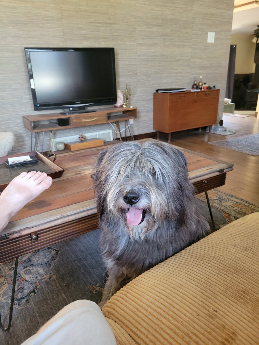 CaptainPyle's tweet photo. #dogtrainer https://t.co/8C9Rw8v3YD