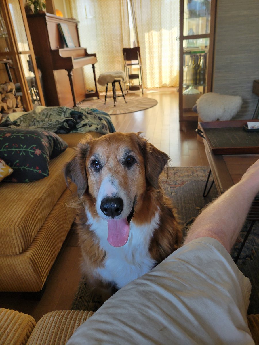 CaptainPyle's tweet photo. #dogtrainer https://t.co/8C9Rw8v3YD