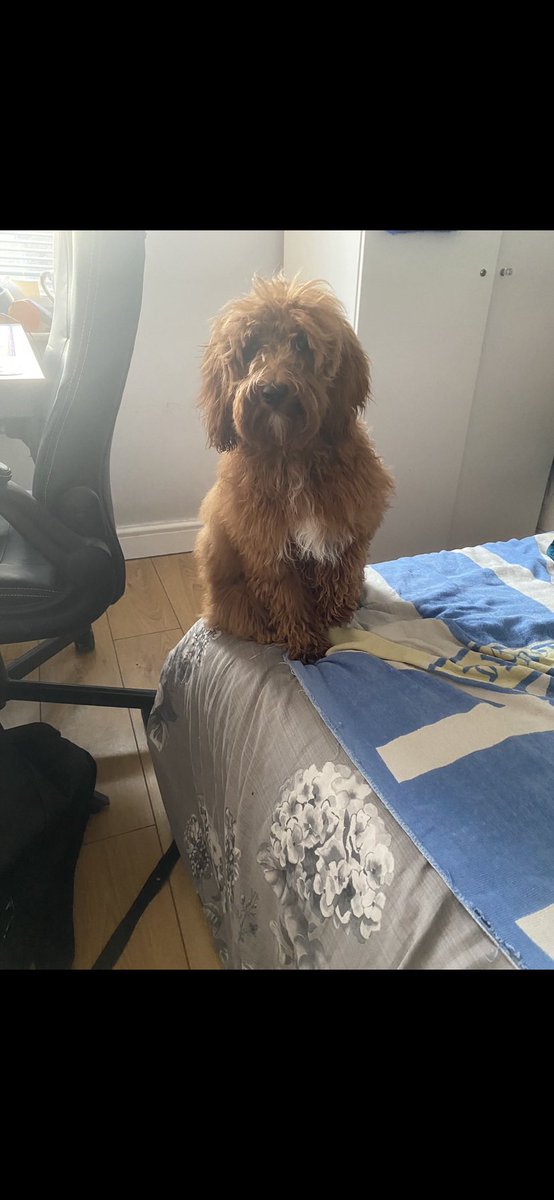 shaun partridge tweet media