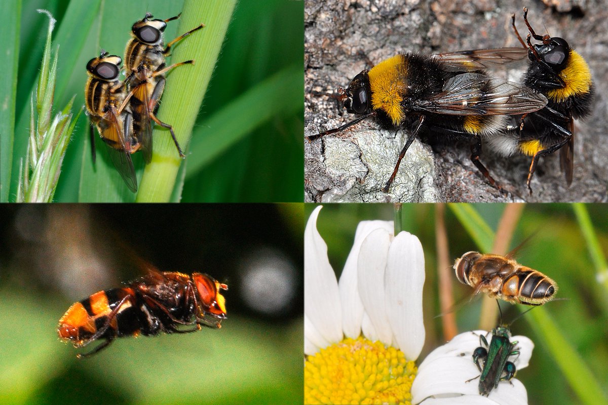 NatureBureau (@naturebureau) on Twitter photo Just about to start laying out the hoverfly pages for #FliesofBritainandIreland - with around 200 hoverfly species included this could take a while. We'll be launching the pre-publication later this autumn for publication in Autumn 2025 <a href="/StevenFalk1/">Steven Falk</a> <a href="/gailashton/">Gail Ashton ππͺ²π</a> <a href="/Ecoentogeek/">Rory Dimond πΌπͺ°πΌππΌπ¦</a> Just about to start laying out the hoverfly pages for #FliesofBritainandIreland - with around 200 hoverfly species included this could take a while. We'll be launching the pre-publication later this autumn for publication in Autumn 2025 <a href="/StevenFalk1/">Steven Falk</a> <a href="/gailashton/">Gail Ashton ππͺ²π</a> <a href="/Ecoentogeek/">Rory Dimond πΌπͺ°πΌππΌπ¦</a>