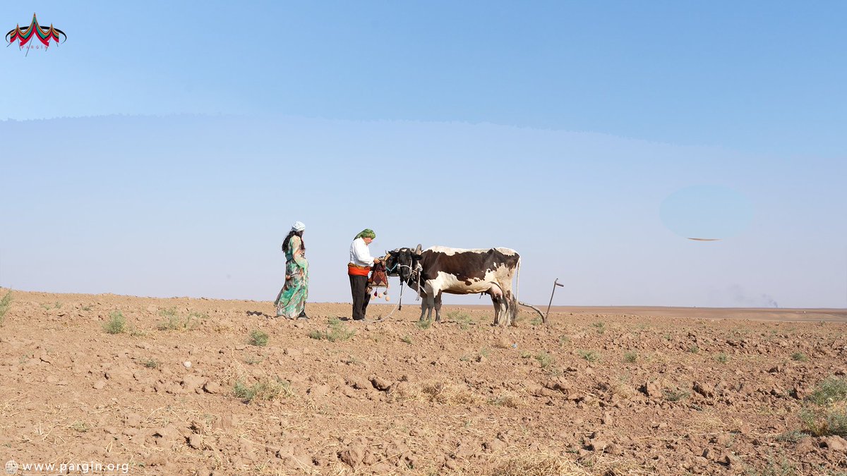 Parginarojava's tweet image. Cot yek ji amûr û alavên çandinî yê bingehîn in ku Şoreşa Çandiniyê pişt kedikirina ajalan afirandiye. ⬇
🪩:  pargin.org/?p=2172