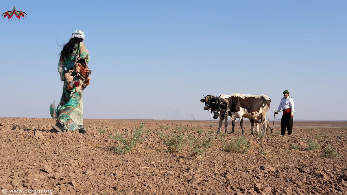 Parginarojava's tweet image. Cot yek ji amûr û alavên çandinî yê bingehîn in ku Şoreşa Çandiniyê pişt kedikirina ajalan afirandiye. ⬇
🪩:  pargin.org/?p=2172