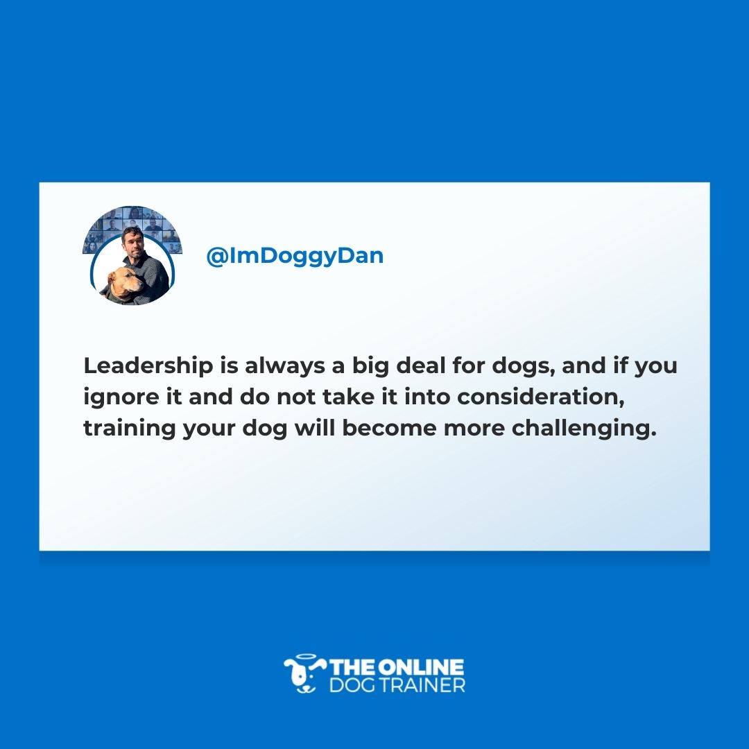 ImDoggyDan's tweet image. Here's what I want dog owners to understand: your dog needs your leadership! (I teach the most important aspects of dog leadership here: theonlinedogtrainer.com/reactivity-web…)

#dogcare #doglove #reactivedogs #reactivedog #dogtraining #doggy dan