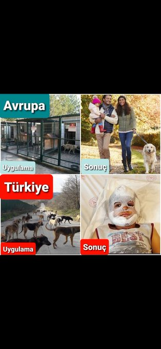 Avrupa ülkeleri
başıboş köpek sorununu
nasıl çözdüyse biz de öyle çözelim!!!

Yetmez ama YASAYA EVET!
Yetmez ama YASAYA EVET!

#yasayaEVETdiyoruz #MilletYasayaEvetDiyor
