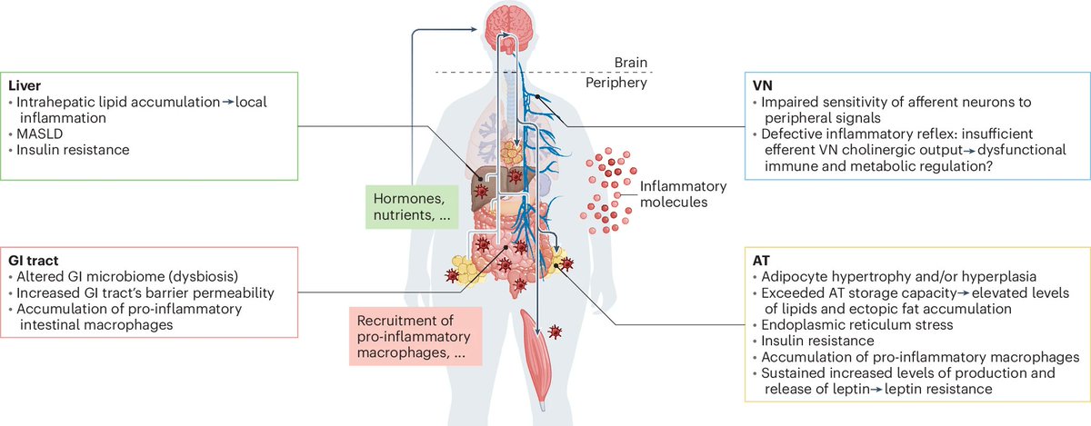 Obesity-induced inflammation impacts brain function.

🧵1/9