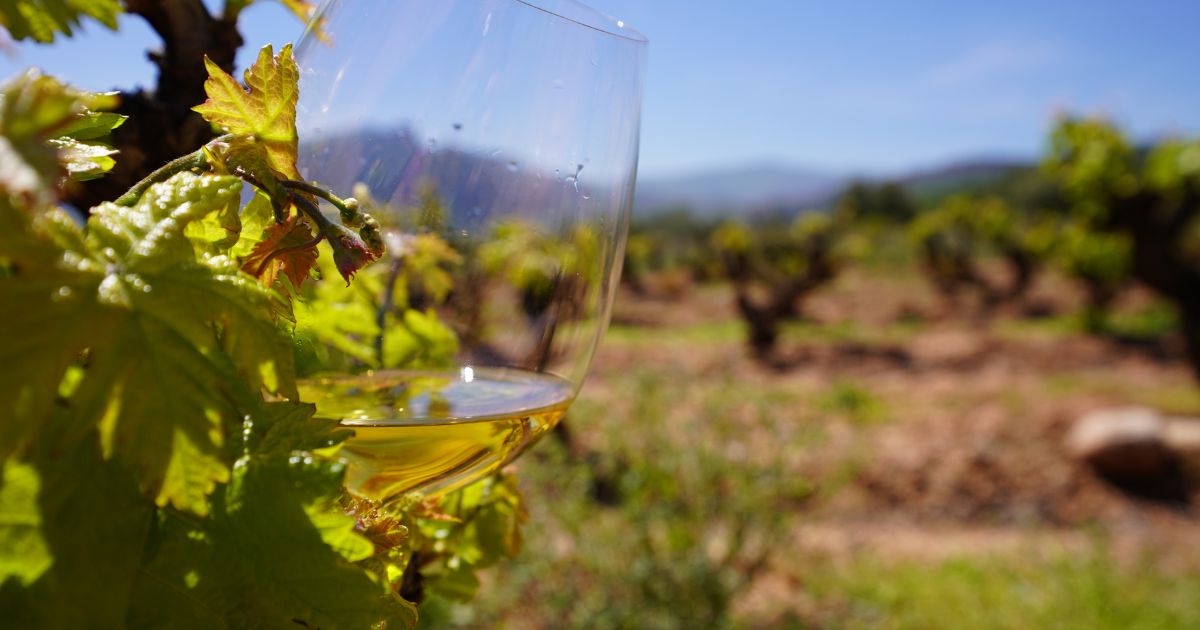 Nunca perdemos de vista la tierra, la cepa, la uva.
De ahí, el vino va directo a la botella, a tu copa.

Un camino directo que cuidamos en cada paso.

#DelaCepaalabotella
#EnCuerpoYAlma

#Blanco #Rioja #ecowine #organicwine