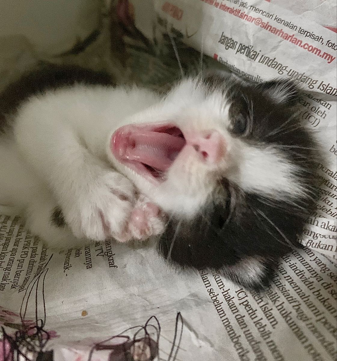 Hum_Blippo's tweet image. ii iz furoshis aan NAWT eepy. ..