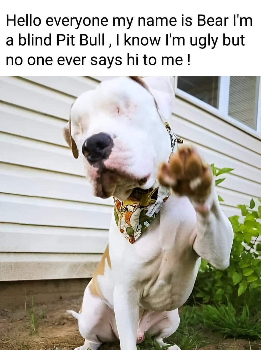 Hello everyone 👋 My name is Bear , I'm a blind pitbull , I know I'm ugly but no one ever says hi to me ❤🥺🥺