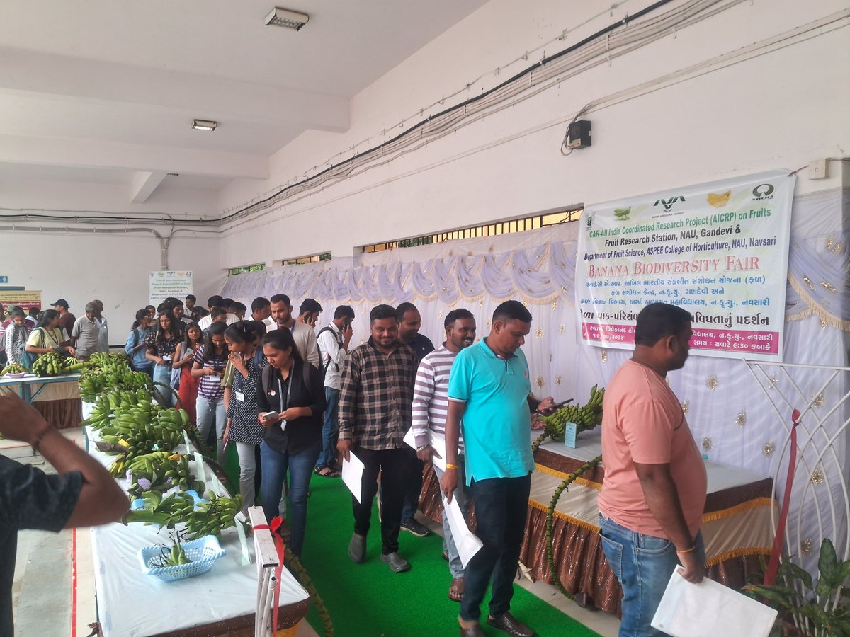 DrBisane's tweet photo. Banana Biodiversity Fair organized at ACH, Navsari on July 12, 2014 in presence of Dr. Z. P. Patel, Hon. VC, NAU, Navsari.
About 40 varieties were displayed by ICAR-AICRP (Fruit), Fruit Research Station, NAU, Gandevi for farmers, students and faculty of fruit science. @pcfruits https://t.co/GE2mu4Si4f