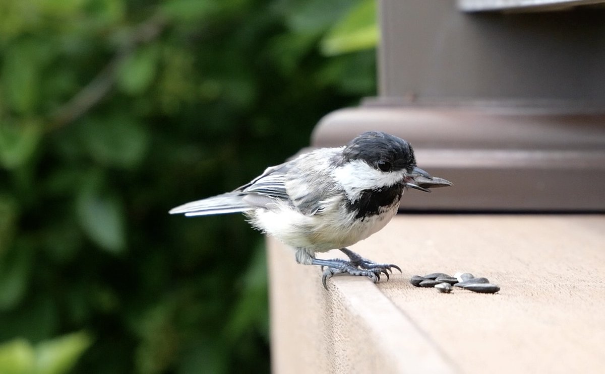 cupfreemangolf's tweet photo. Good morning to everyone but especially golf fans ☀️

Course history, recent form and strokes gained data for the 3M Open will be available (free) at 11:00am CDT.

Nature pic of the day, Black-capped Chickadee ⬇️ https://t.co/nGjsG0zcP4