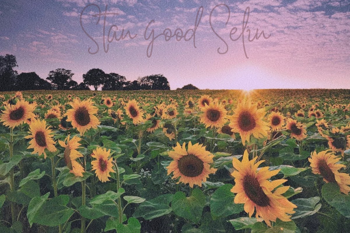 stangoodselin's tweet photo. 🌻 hilo de mis cosas 🌻
(edits, au’s y lo que surja) https://t.co/jUgG8fh3A7