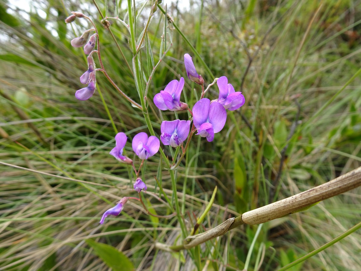 ferchinchin's tweet image. ❝When the ABNORMAL BECOMES NORMAL, it is CULTURE❞.
⭐  Yokoi Kenji

 🌿  𝑉𝑖𝑐𝑖𝑎 𝑠𝑒𝑡𝑖𝑓𝑜𝑙𝑖𝑎 Kunth  ➤ 𝙵𝙰𝙱𝙰𝙲𝙴𝙰𝙴.
#Vicia #Abnormal #Culture