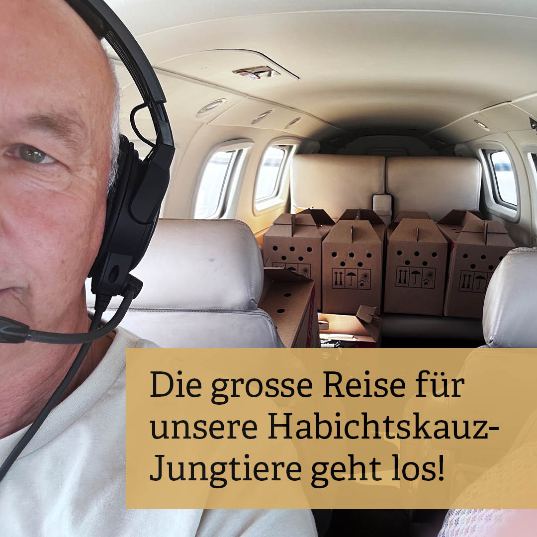 Am Freitag wurden vier der fünf #Habichtskauz-Jungtiere nach Österreich gebracht. In ein paar Tagen werden sie im Wiener Wald in die Freiheit entlassen. Bis dahin gewöhnen sie sich in einer Voliere im Wald an ihre neue Umgebung.

#GreivogelstationBergamIrchel #Greifvogelstation
