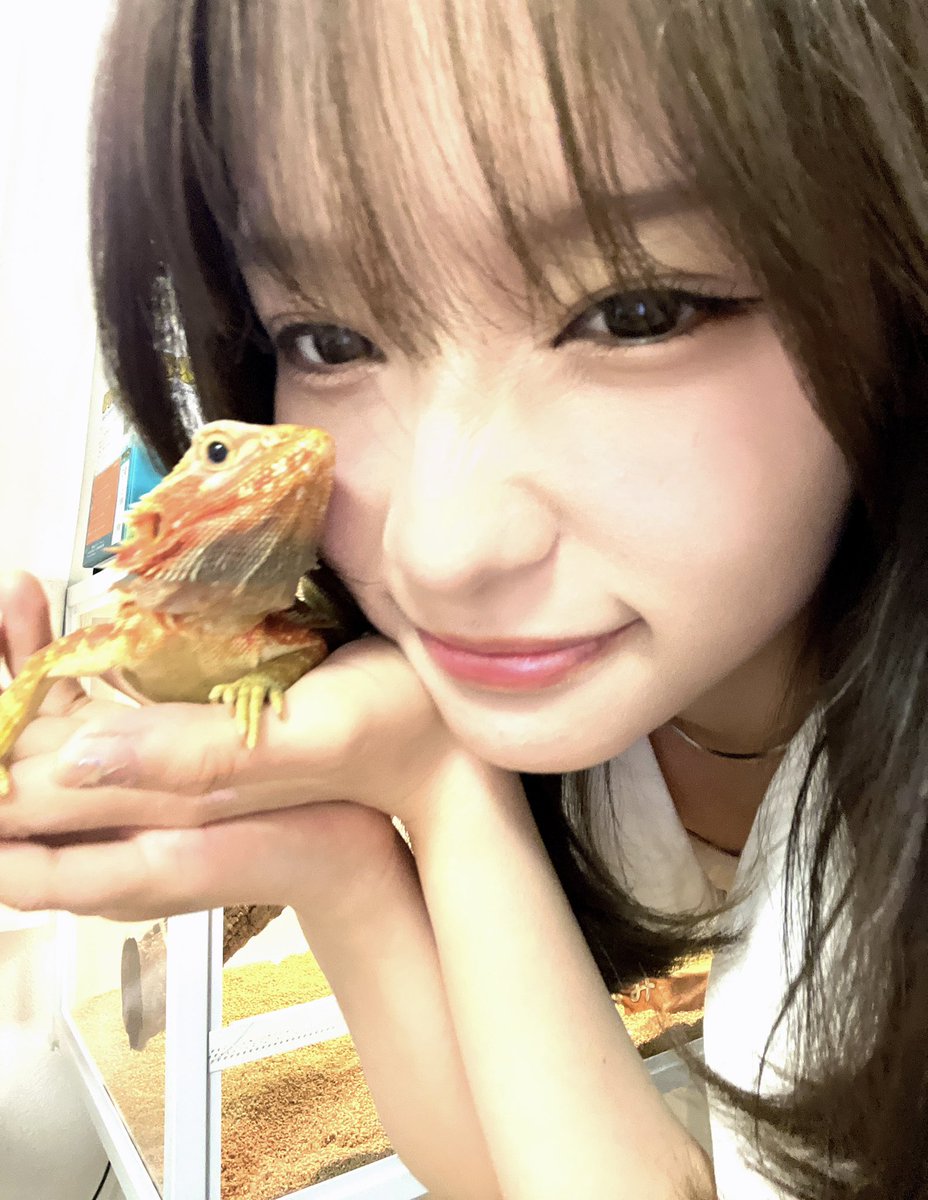 moeka__yahagi's tweet photo. 家におじさんがきました。
（フトアゴヒゲトカゲ🦎） https://t.co/9zorGovtiD