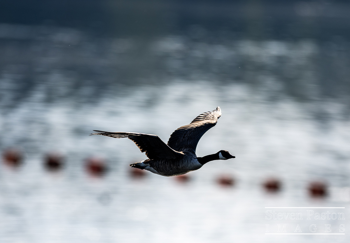 StevenPaston's tweet photo. Flying Geese over the water @StormHour @ThePhotoHour @CanonUKandIE #RF400 https://t.co/vkfhN6PlfA