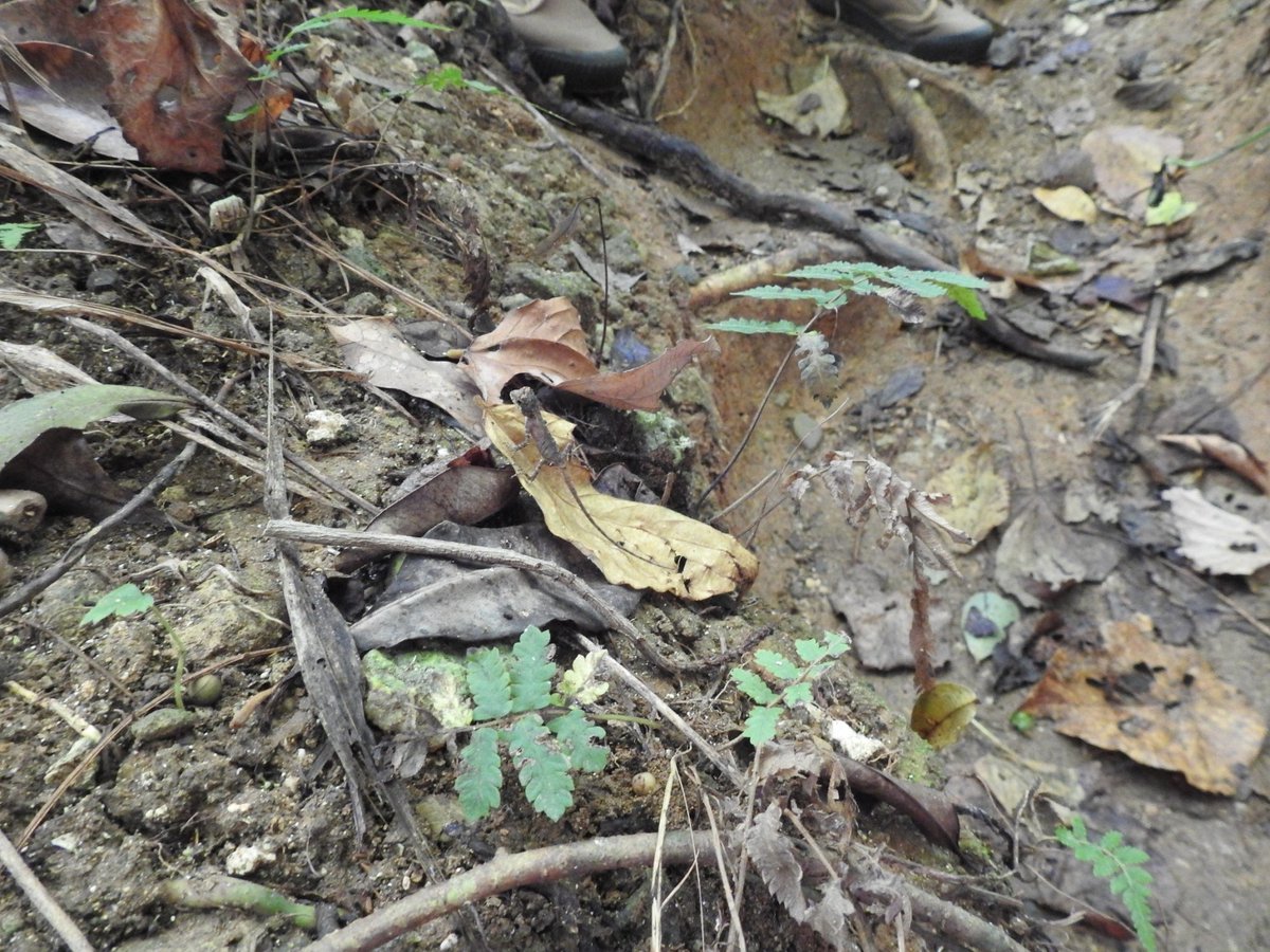 noco2_sisters's tweet photo. 石垣島＆西表島で出会った生き物たち⑪🌱
【爬虫類・両生類編】
1-サキシマキノボリトカゲ
2-サキシマバイカダ
3-サキシマヌマガエル
キノボリトカゲのおちび、たまらんかわいさ

⚠違法採集や過剰撮影を防ぐため、場所は記載しません
⚠生き物に配慮して観察・撮影しています https://t.co/wrlKu2bvBt