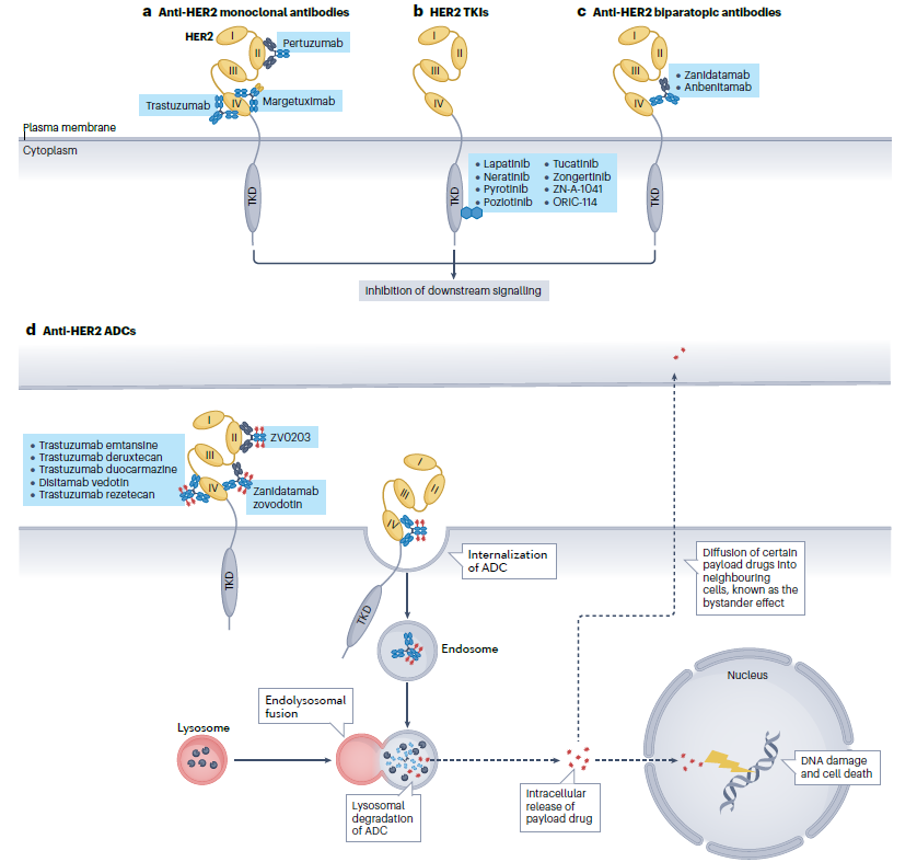 NatRevClinOncol's tweet photo. In this new Review, Jeesun Yoon &amp; Do-Youn Oh provide an update on the current landscape of HER2-targeted therapies beyond breast cancer: https://t.co/XxG2yVnpM9 https://t.co/sIwMWCr4ms