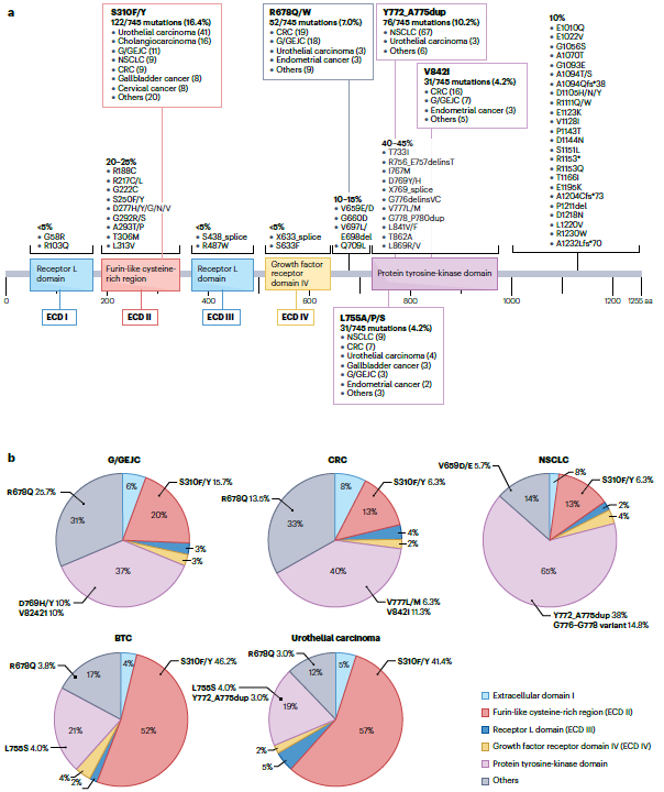 NatRevClinOncol's tweet photo. In this new Review, Jeesun Yoon &amp; Do-Youn Oh provide an update on the current landscape of HER2-targeted therapies beyond breast cancer: https://t.co/XxG2yVnpM9 https://t.co/sIwMWCr4ms