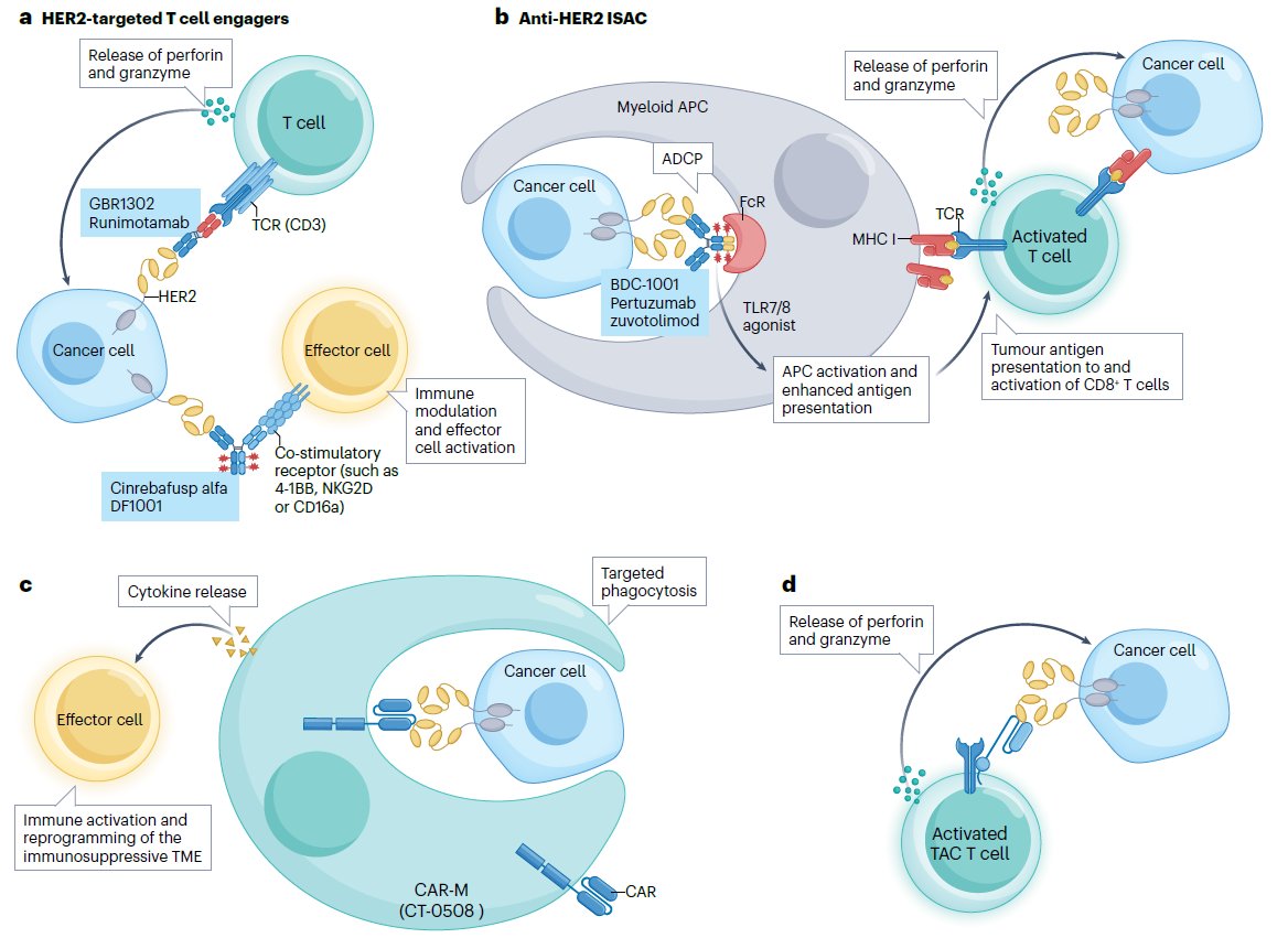 NatRevClinOncol's tweet photo. In this new Review, Jeesun Yoon &amp; Do-Youn Oh provide an update on the current landscape of HER2-targeted therapies beyond breast cancer: https://t.co/XxG2yVnpM9 https://t.co/sIwMWCr4ms