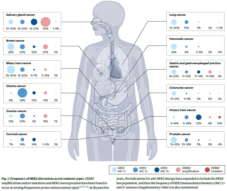 NatRevClinOncol's tweet photo. In this new Review, Jeesun Yoon &amp; Do-Youn Oh provide an update on the current landscape of HER2-targeted therapies beyond breast cancer: https://t.co/XxG2yVnpM9 https://t.co/sIwMWCr4ms