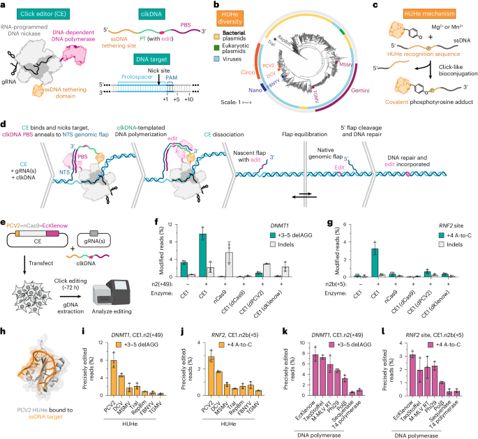 Click editing enables programmable genome writing using DNA polymerases and HUH endonucleases go.nature.com/3zPEIjp