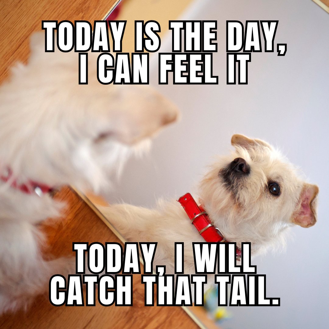 jessenjames7's tweet image. No matter how many times you've tried and failed, never give up on your dreams. Keep chasing, keep pushing, and you'll get there! 💪🏽✨

Tag someone who needs a little extra motivation today! 👇🏽

#KeepChasing #NeverGiveUp #Motivation #DogMeme #DreamBig #StayDetermined #Inspiration