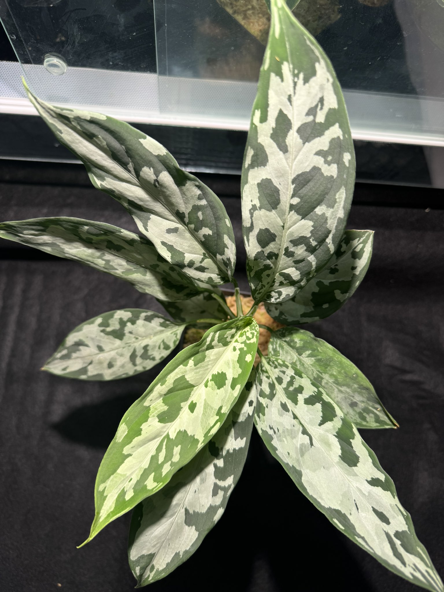 アグラオネマ ピクタム 白鯨 Yahoo!オークション - Aglaonema pictum A “白鯨”【LA0216-03i