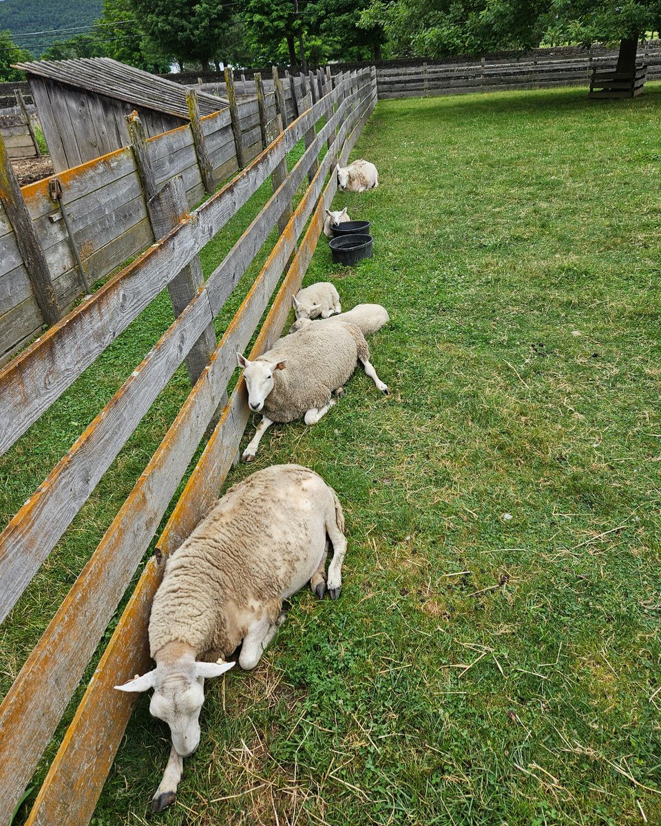 All lined up and ready for your evening counting 🐑 💤