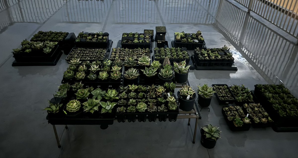 turtleplants's tweet photo. 屋外で育てるほうが好きなので全部屋上へ
友人から預かったものや実生もあるけどこんな増えてたのかぁ、、
そりゃ虫に食われる株も出るよな😫 https://t.co/OuY9cAIV72