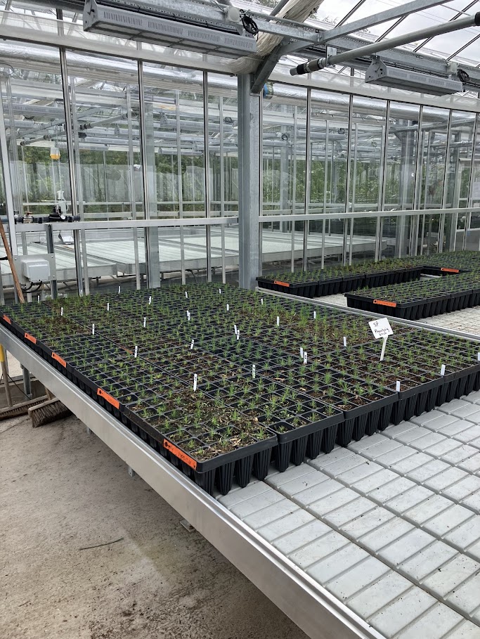 Tom Sim (@thomasgeorgesim) on Twitter photo At Northern Research Station we've sown 10 provenances of Scots pine from across Europe (see map)🌲
So far they're growing well!
After another growing season they'll be planted at two multispecies common gardens in the UK as part of a wider European network <a href="/OptFORESTS/">OptFORESTS</a> At Northern Research Station we've sown 10 provenances of Scots pine from across Europe (see map)🌲
So far they're growing well!
After another growing season they'll be planted at two multispecies common gardens in the UK as part of a wider European network <a href="/OptFORESTS/">OptFORESTS</a>