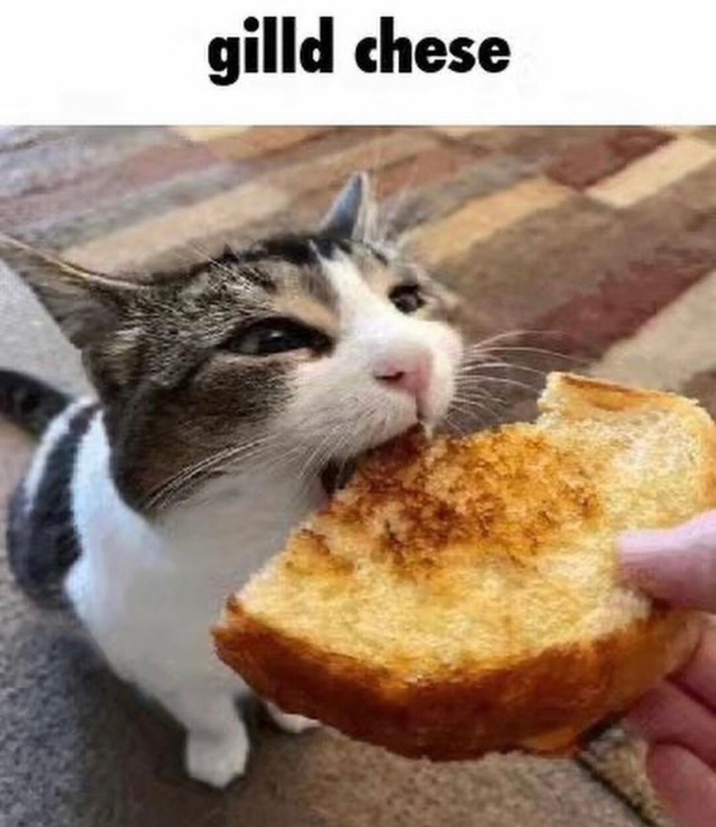 Punch Cat (@punchingcat) on Twitter photo 