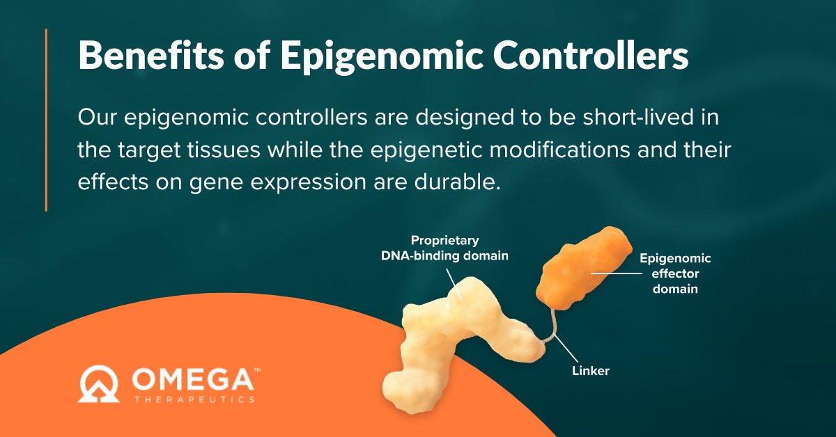 OmegaTX's tweet photo. ⏲️ #EpigenomicControllers can durably modulate target genes, tuning their expression up or down for extended periods. This allows for potentially optimized regimens, flexible dosing & enhanced safety. Explore the benefits of Epigenomic Controllers here: https://t.co/kKESHeMgq3 https://t.co/8Ze7n6nIRW