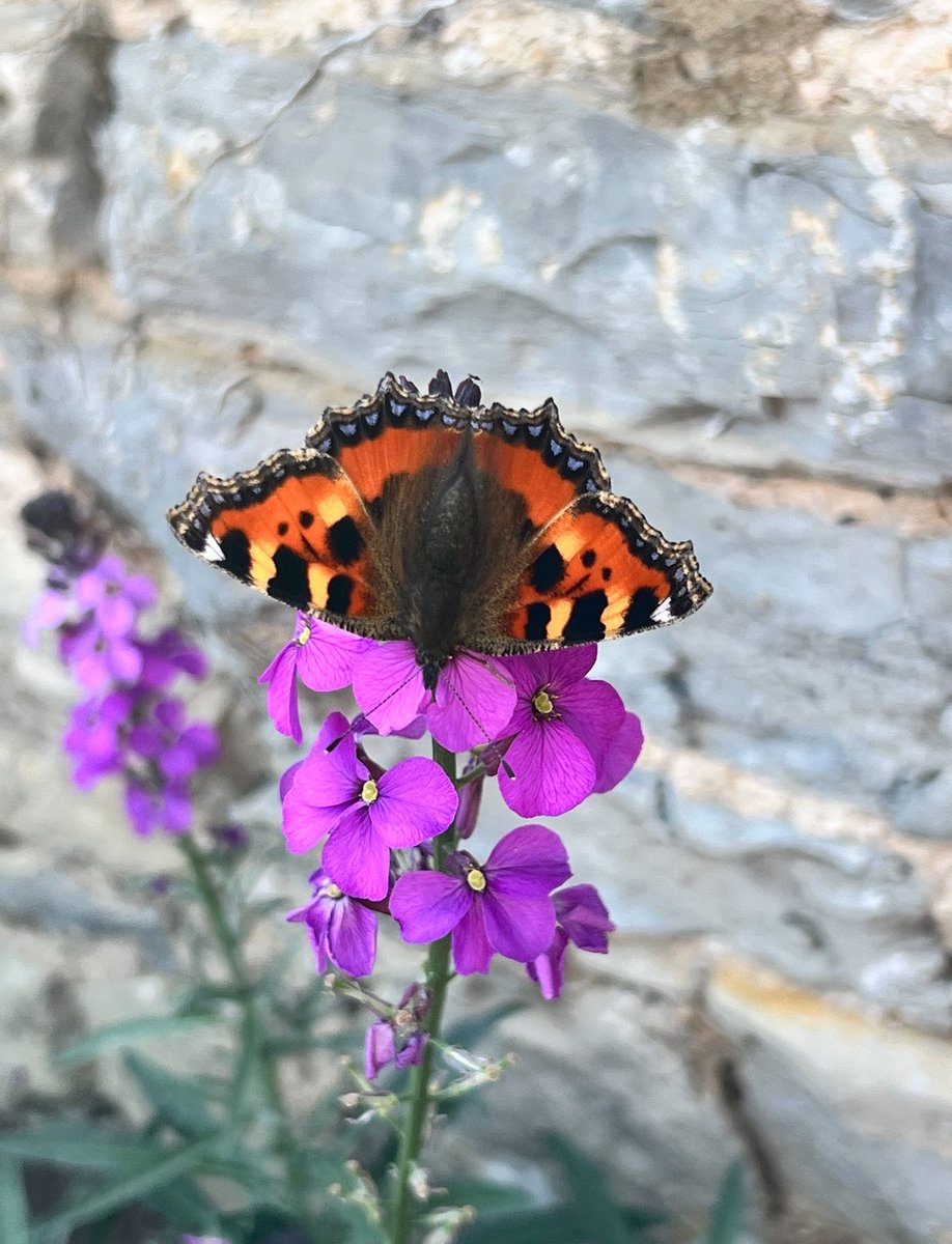 SWTConsultancy's tweet image. Butterflies really are beautiful aren’t they. These were taken during a walk on The Somerset Levels over the weekend 🦋 
#Butterflies #TheSomersetLevels