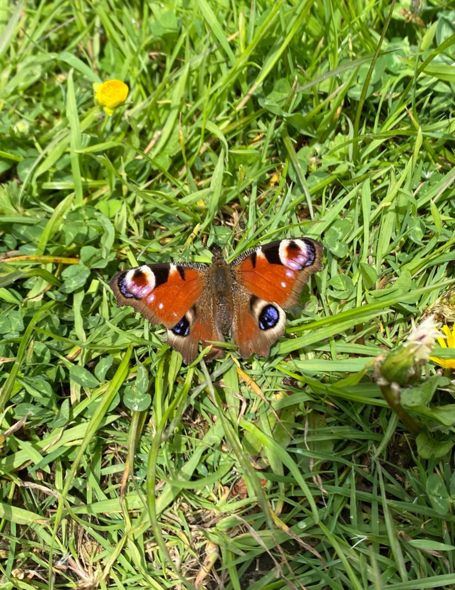 SWTConsultancy's tweet image. Butterflies really are beautiful aren’t they. These were taken during a walk on The Somerset Levels over the weekend 🦋 
#Butterflies #TheSomersetLevels