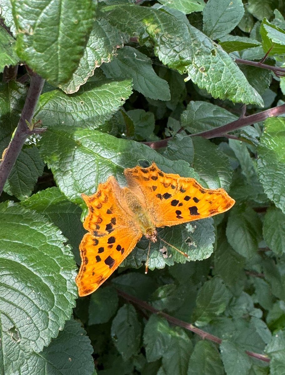 SWTConsultancy's tweet image. Butterflies really are beautiful aren’t they. These were taken during a walk on The Somerset Levels over the weekend 🦋 
#Butterflies #TheSomersetLevels