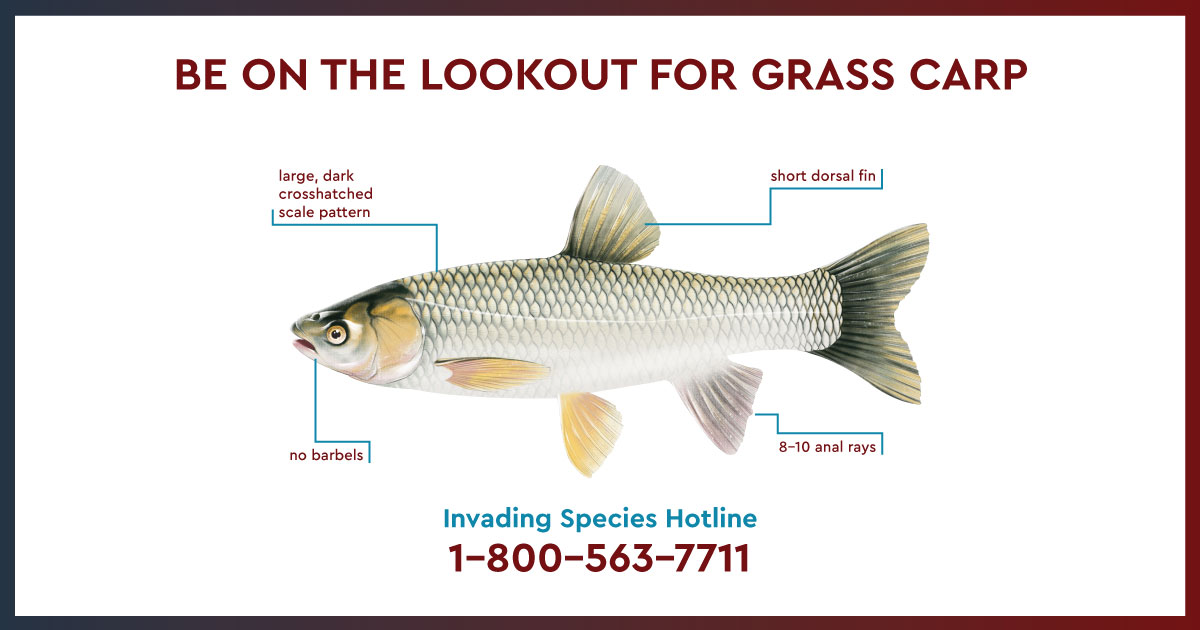 An invasive triploid (sterile) male Grass Carp was captured during the Asian Carp Program’s early detection surveillance activities in Jordan Harbour (Lake ON) on July 3, 2024. DFO continued work in the area for the remainder of the week, and no additional Grass Carp were found.